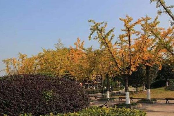 温州哪里有赏银杏的好地方 温州赏银杏地点推荐1