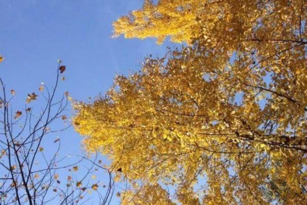 温州哪里有赏银杏的好地方 温州赏银杏地点推荐2