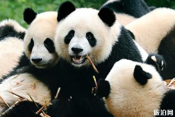 成都熊猫基地一日游攻略2
