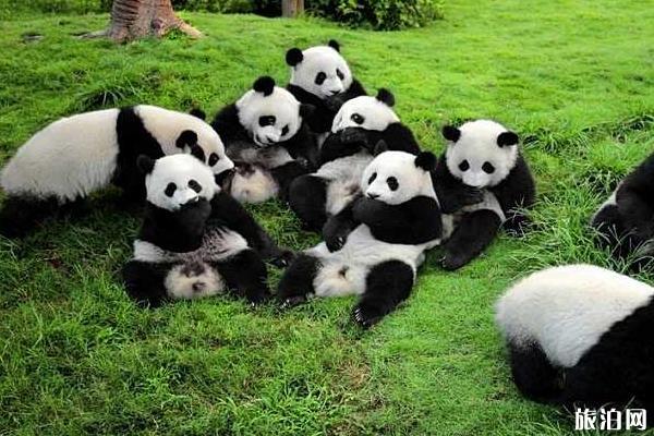 成都熊猫基地一日游攻略3