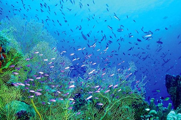 广东最适合潜水的地方有哪些 潜水地推荐1