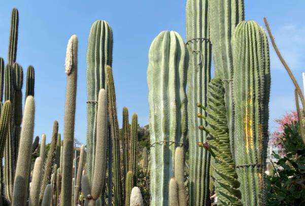 厦门两天一夜游路线最佳攻略2