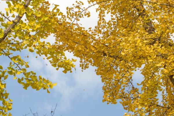 2021上海青浦区观银杏打卡地推荐1