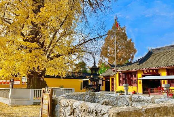 2021上海青浦区观银杏打卡地推荐2