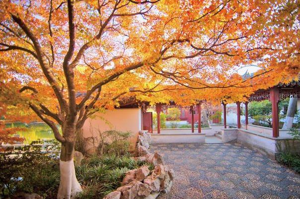 2021上海青浦区观银杏打卡地推荐3