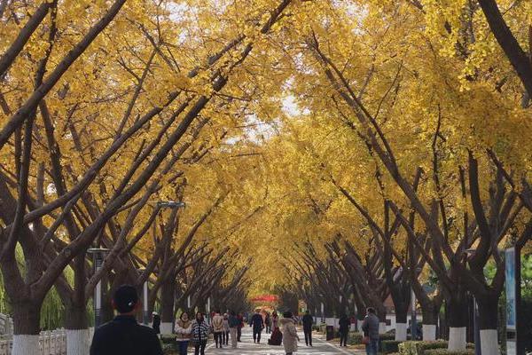 扬州赏银杏的地方 扬州银杏打卡点推荐1