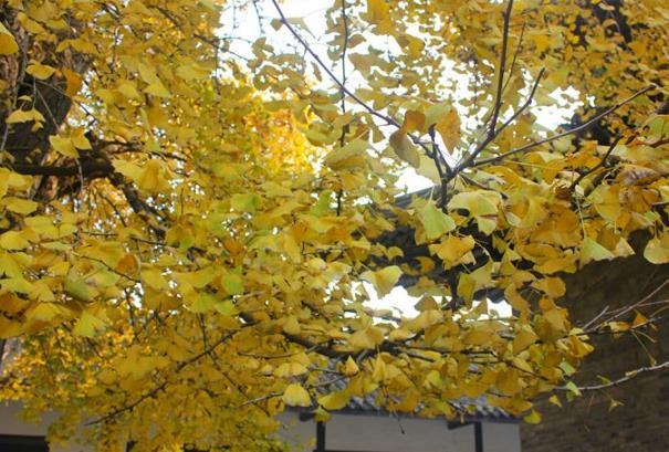 扬州赏银杏的地方 扬州银杏打卡点推荐2