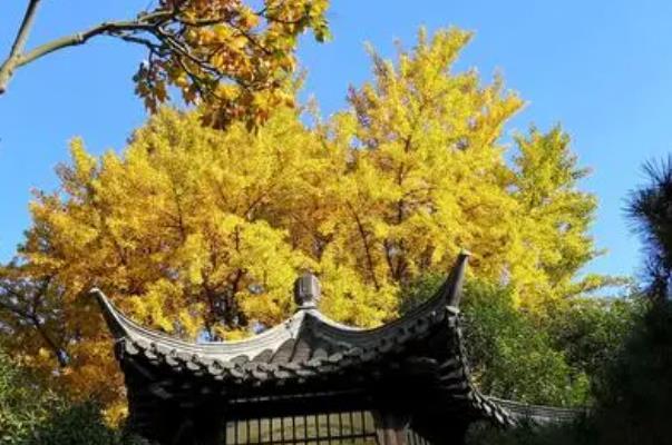 扬州赏银杏的地方 扬州银杏打卡点推荐3