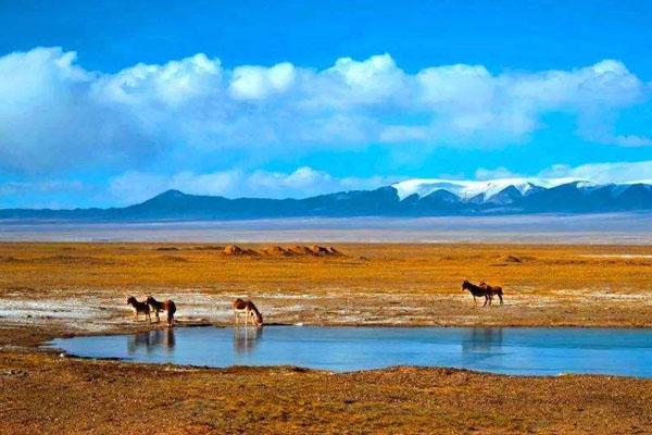 可可西里有多可怕 可可西里可以去旅游吗1