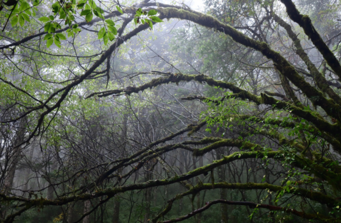 湖北神农架游玩攻略-探秘2