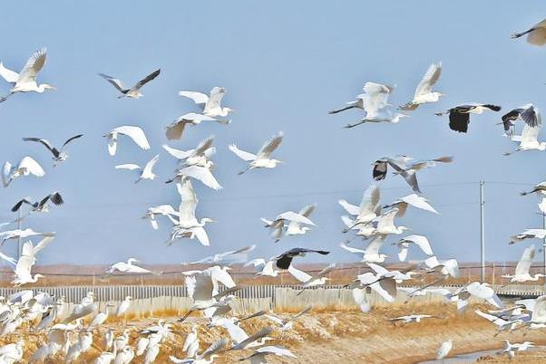 无锡观鸟的好去处 无锡观鸟地点推荐3