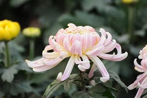 重庆秋冬旅游指南3