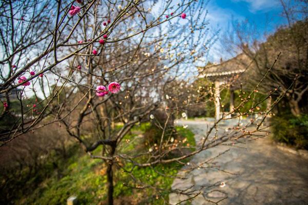 南京古林公园有什么好玩的 景点介绍一览1