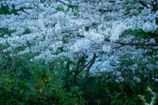 苏州哪里适合露营过夜1