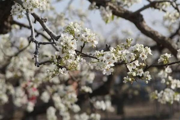 2022北京清明节踏青游玩路线推荐2