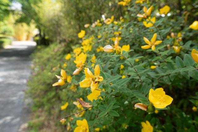 直面玉龙雪山的度假酒店,来丽江一定要住一次13