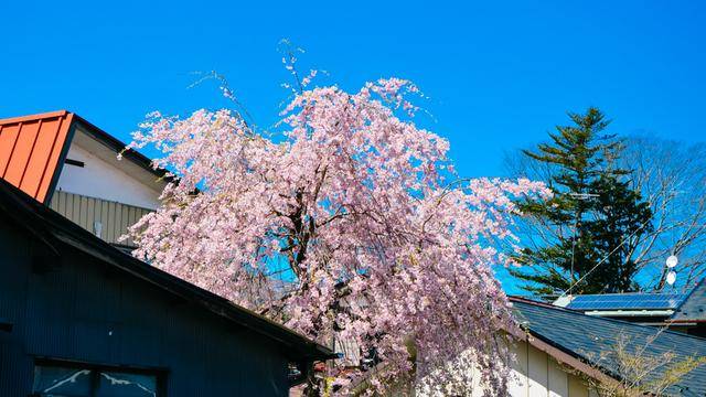 日本旅游，如果不来日光，感觉真的差了很多8