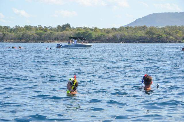 非洲版的《海豚湾》,来这个岛国跳下海就能看到海豚,太刺激了3