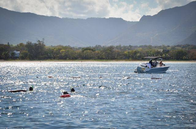 非洲版的《海豚湾》,来这个岛国跳下海就能看到海豚,太刺激了13