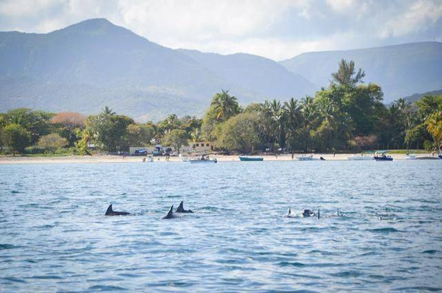 非洲版的《海豚湾》,来这个岛国跳下海就能看到海豚,太刺激了17