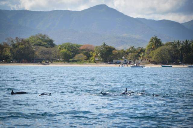 非洲版的《海豚湾》,来这个岛国跳下海就能看到海豚,太刺激了18