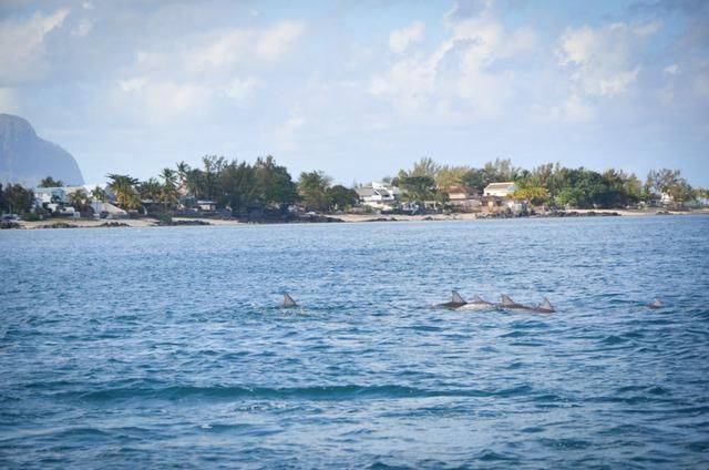 非洲版的《海豚湾》,来这个岛国跳下海就能看到海豚,太刺激了21
