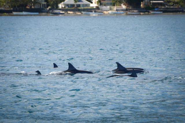 非洲版的《海豚湾》,来这个岛国跳下海就能看到海豚,太刺激了22