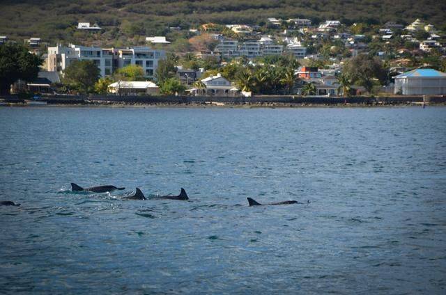 非洲版的《海豚湾》,来这个岛国跳下海就能看到海豚,太刺激了23