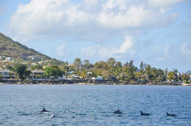 非洲版的《海豚湾》,来这个岛国跳下海就能看到海豚,太刺激了24