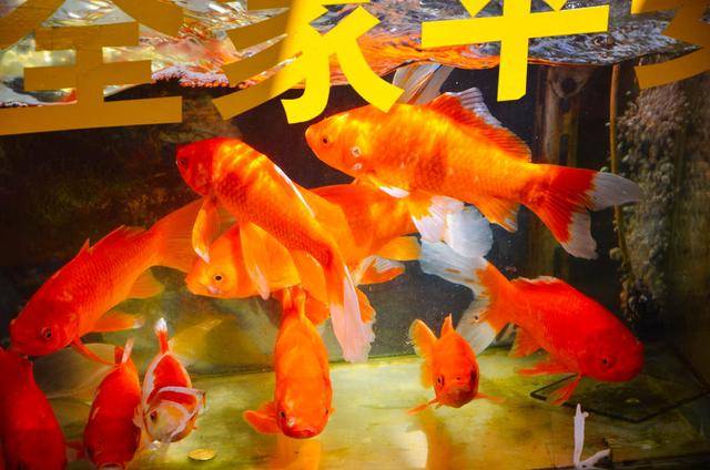 九华山怎么玩?看这篇攻略,保证你不吃亏15