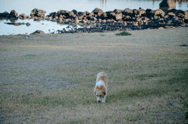 毛里求斯是一定要体验的项目,跳入大海,感受天堂岛国4
