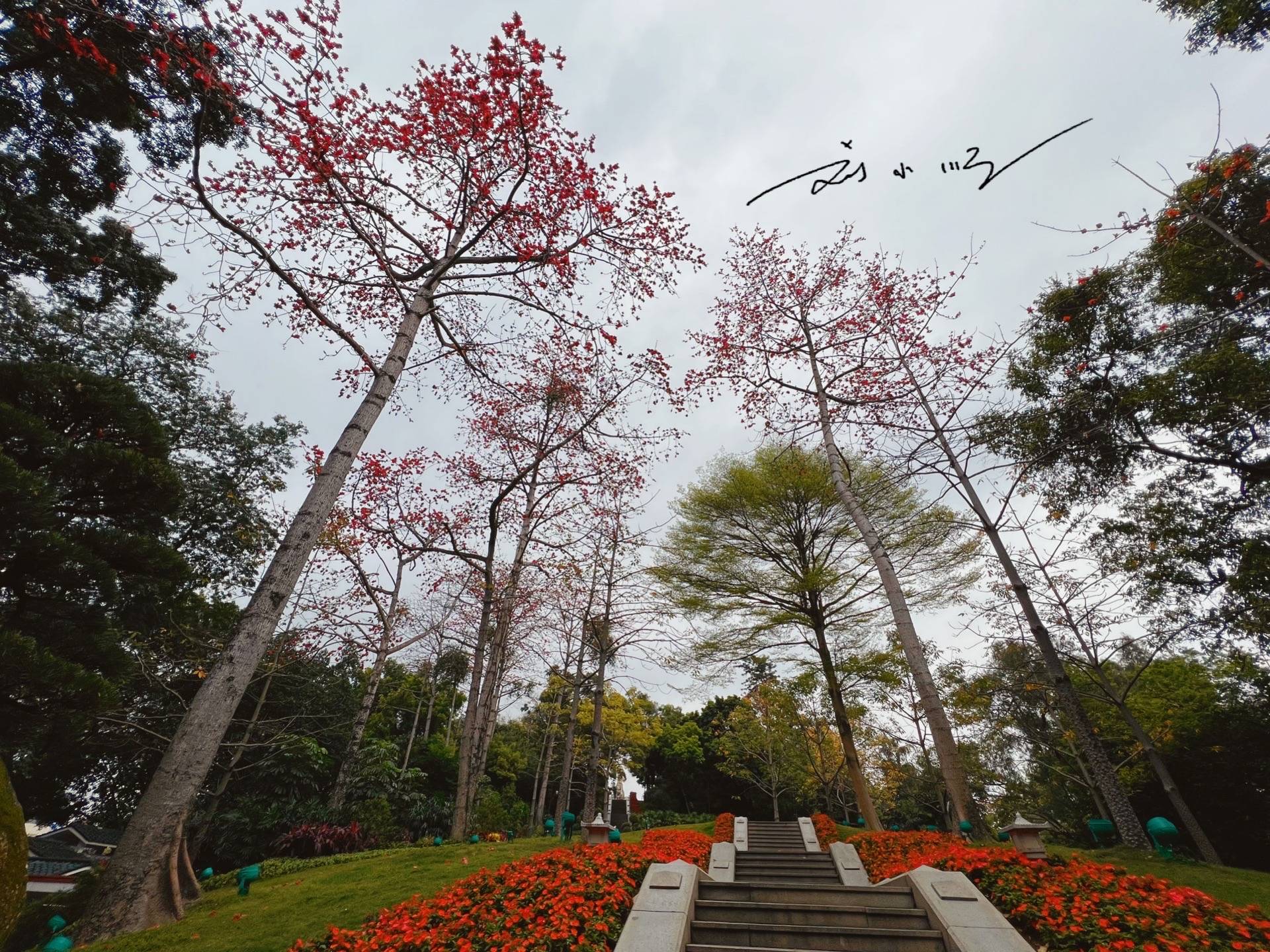 实拍广州市花“木棉花”,外地游客说:好美!广州人说:好美味!1