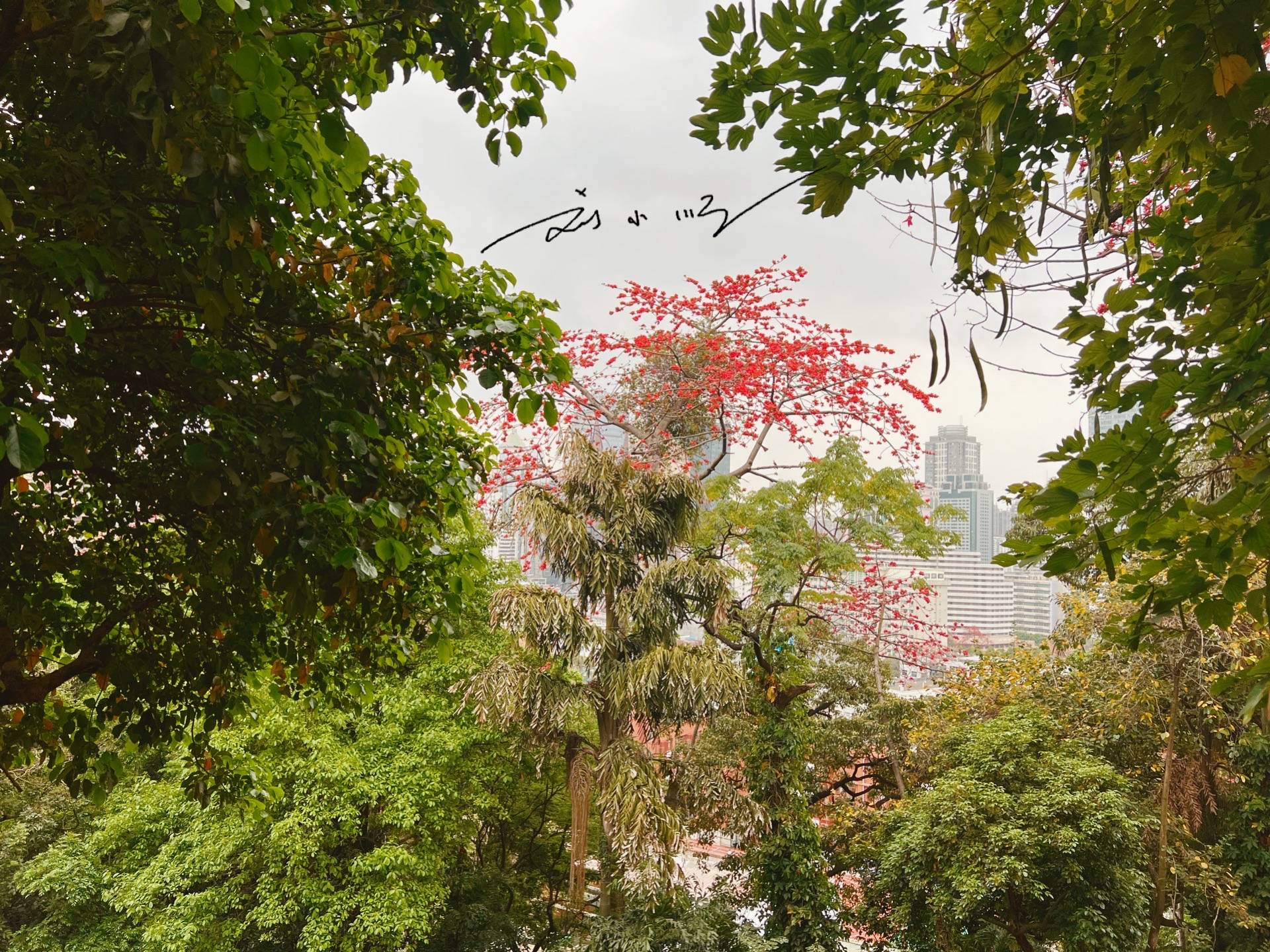 实拍广州市花“木棉花”,外地游客说:好美!广州人说:好美味!2