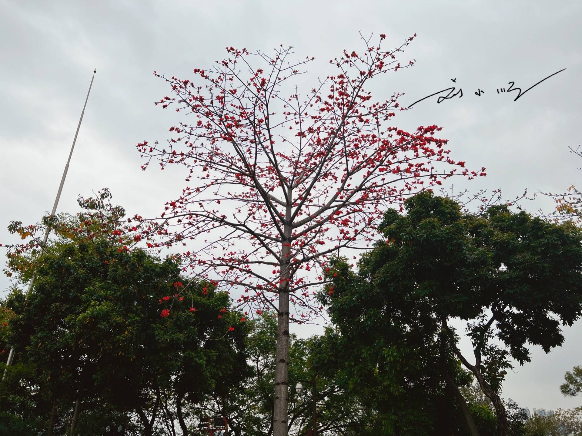 实拍广州市花“木棉花”,外地游客说:好美!广州人说:好美味!3