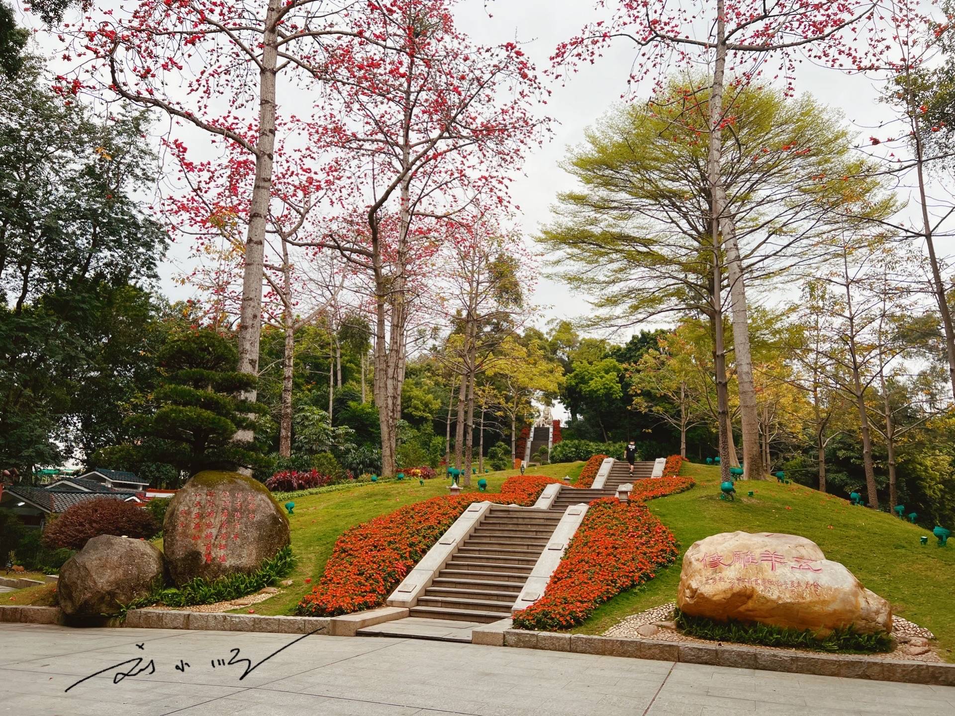实拍广州市花“木棉花”,外地游客说:好美!广州人说:好美味!4