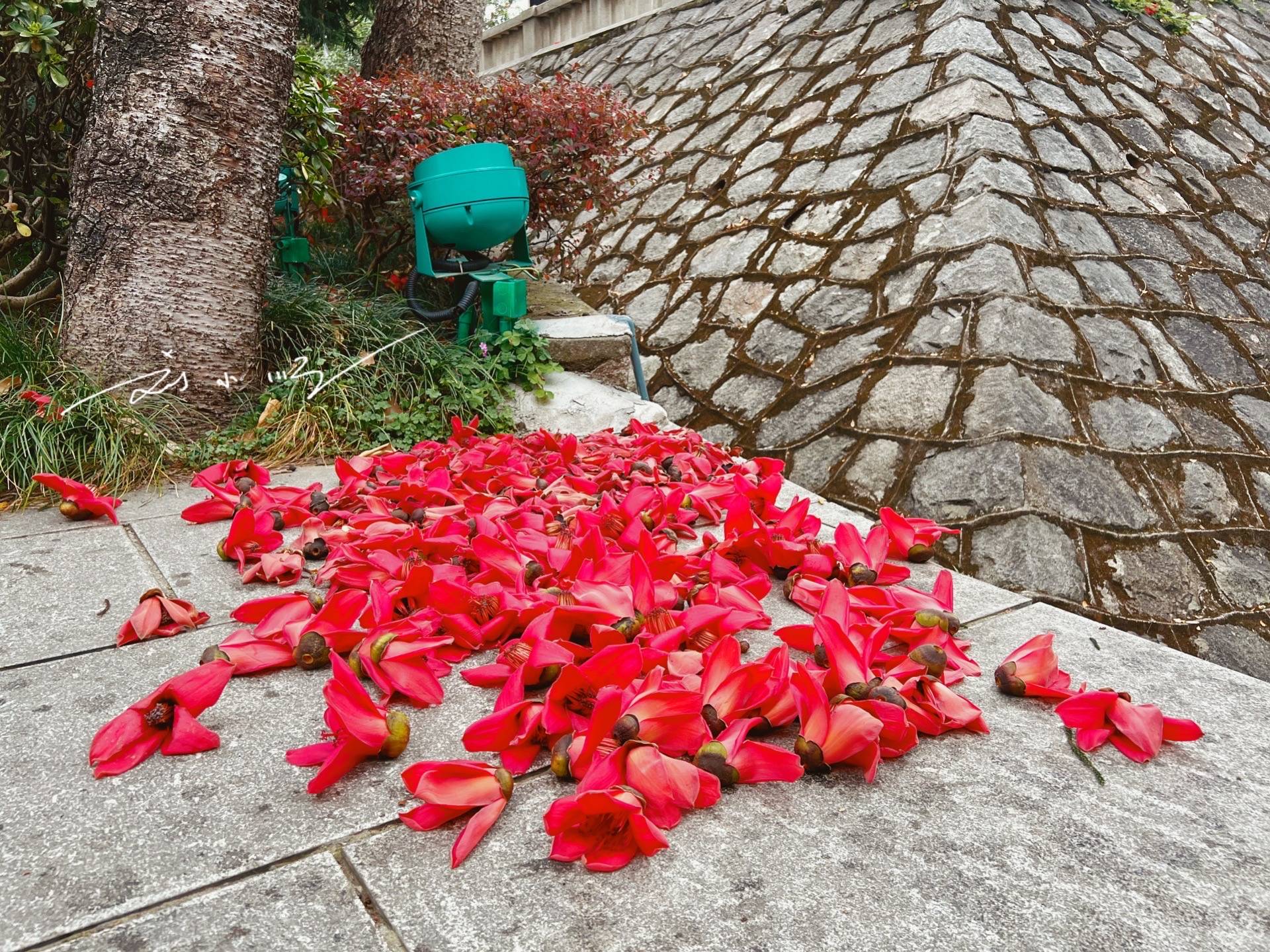 实拍广州市花“木棉花”,外地游客说:好美!广州人说:好美味!5
