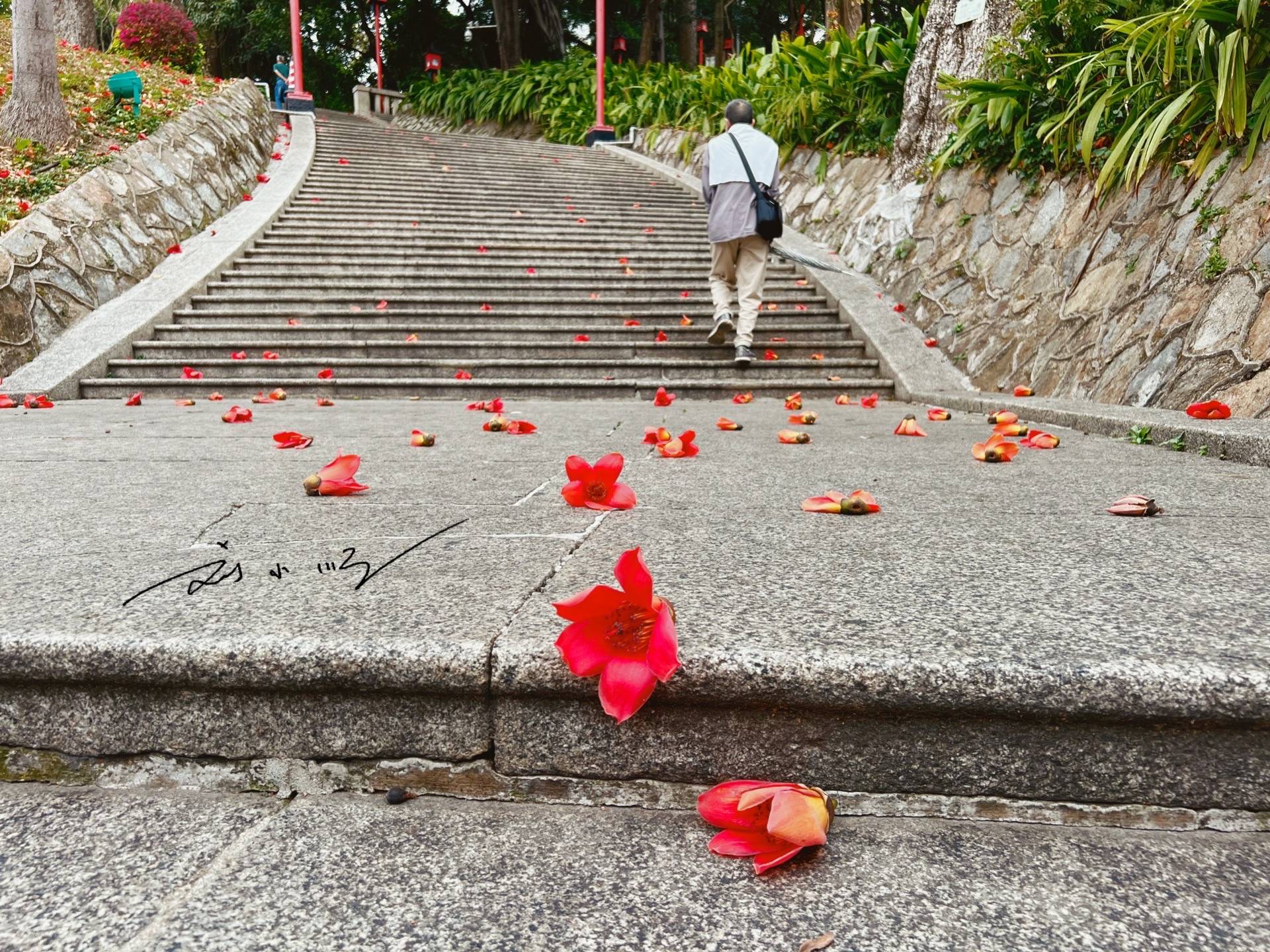 实拍广州市花“木棉花”,外地游客说:好美!广州人说:好美味!7