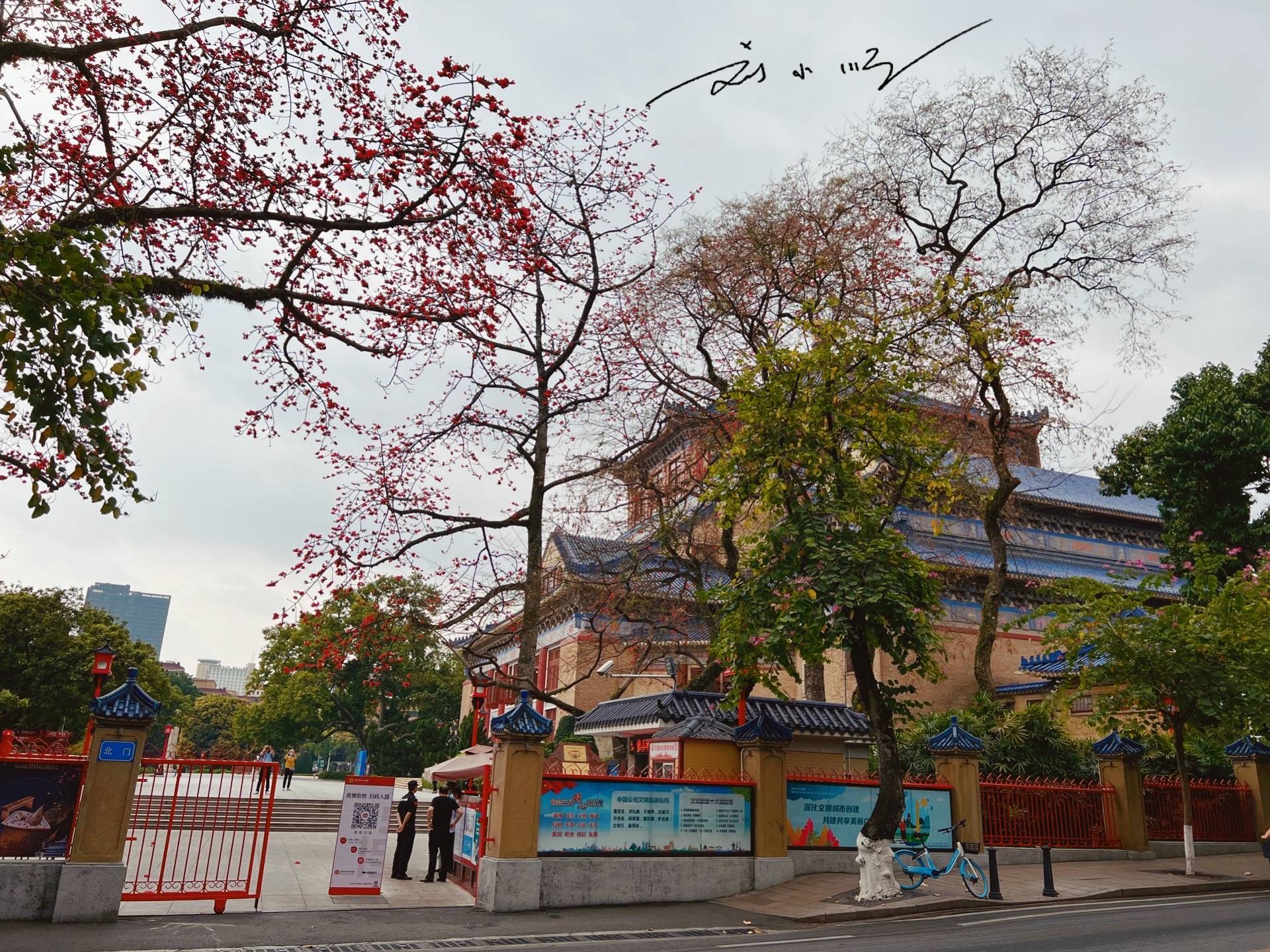 实拍广州市花“木棉花”,外地游客说:好美!广州人说:好美味!8