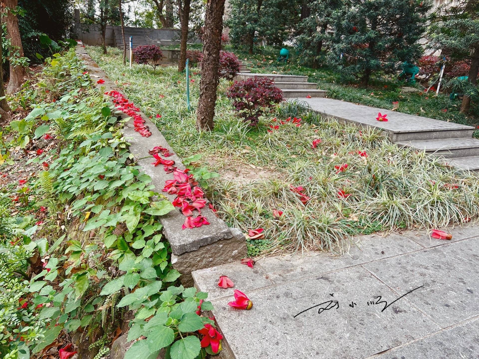 实拍广州市花“木棉花”,外地游客说:好美!广州人说:好美味!9