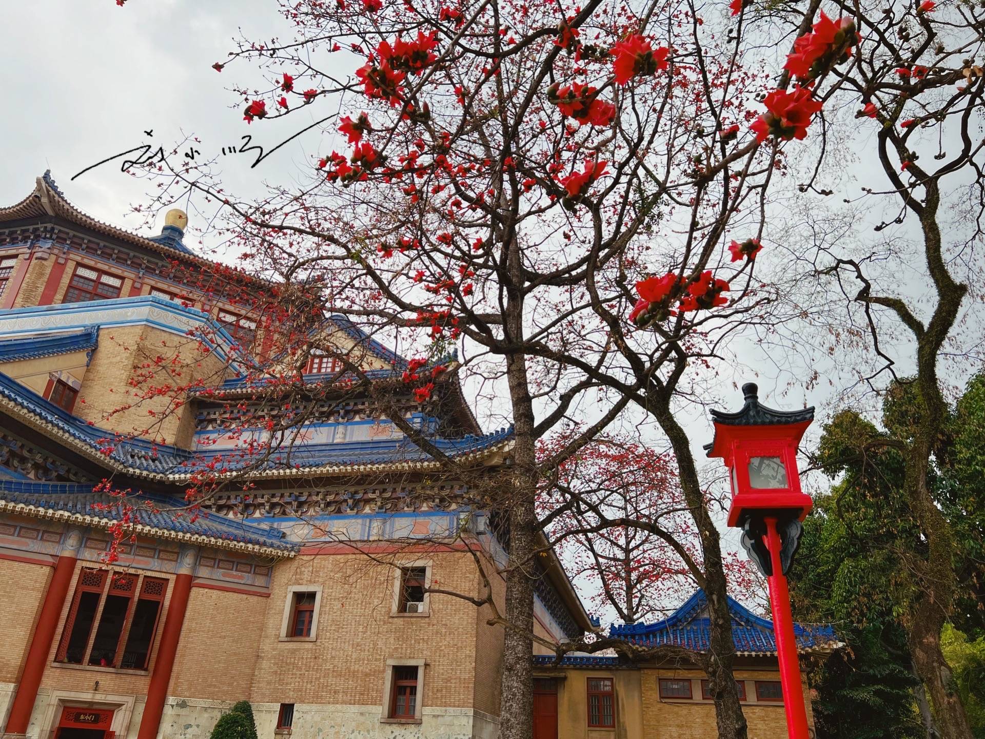 实拍广州市花“木棉花”,外地游客说:好美!广州人说:好美味!10