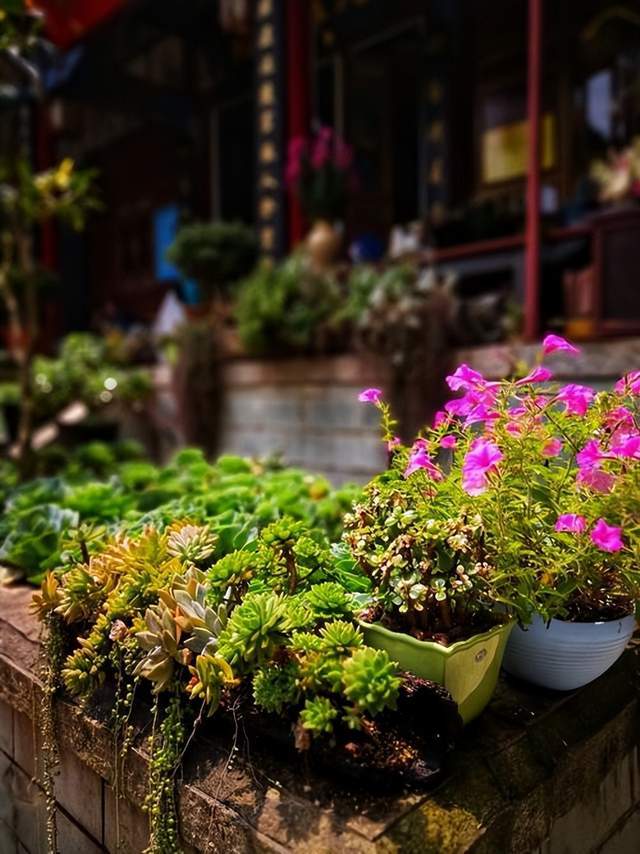 中国最美尼姑庵,只种花不烧香,20元/位的自助斋饭人气爆棚4