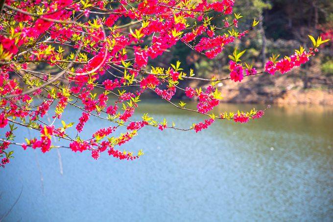 武汉黄陂有一座花乡茶谷,春色秀美,成为了游客喜爱的网红打卡地2