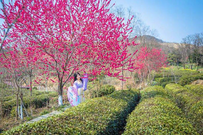 武汉黄陂有一座花乡茶谷,春色秀美,成为了游客喜爱的网红打卡地8
