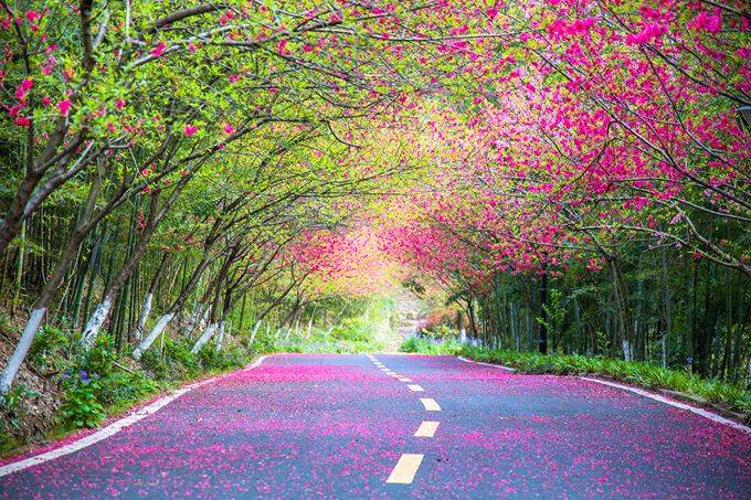 武汉黄陂有一座花乡茶谷,春色秀美,成为了游客喜爱的网红打卡地10