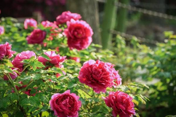 重庆垫江赏花路线推荐1