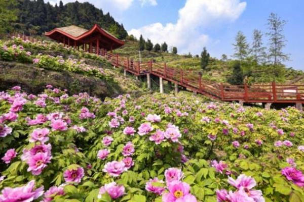 重庆垫江赏花路线推荐2