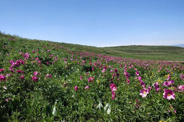 G219塔城段赏花的地方有哪些1