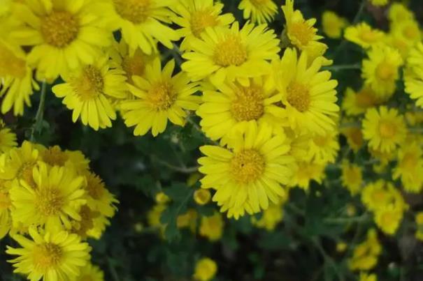 G219塔城段赏花的地方有哪些3