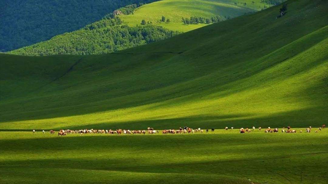 距北京最近的草原之一，那迷人的欧式草原风光，让人心醉痴迷1