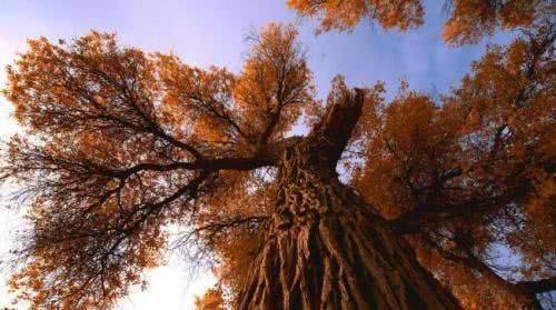 中国有一“奇树”,生来千年不死,死后千年不倒,倒后千年不腐5